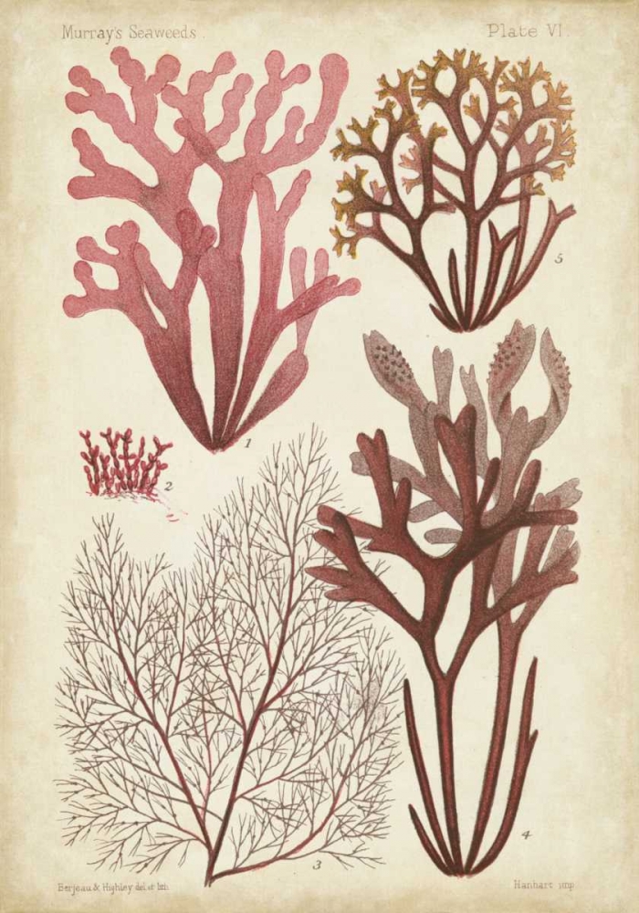 Art Print: Seaweed Specimen in Coral II