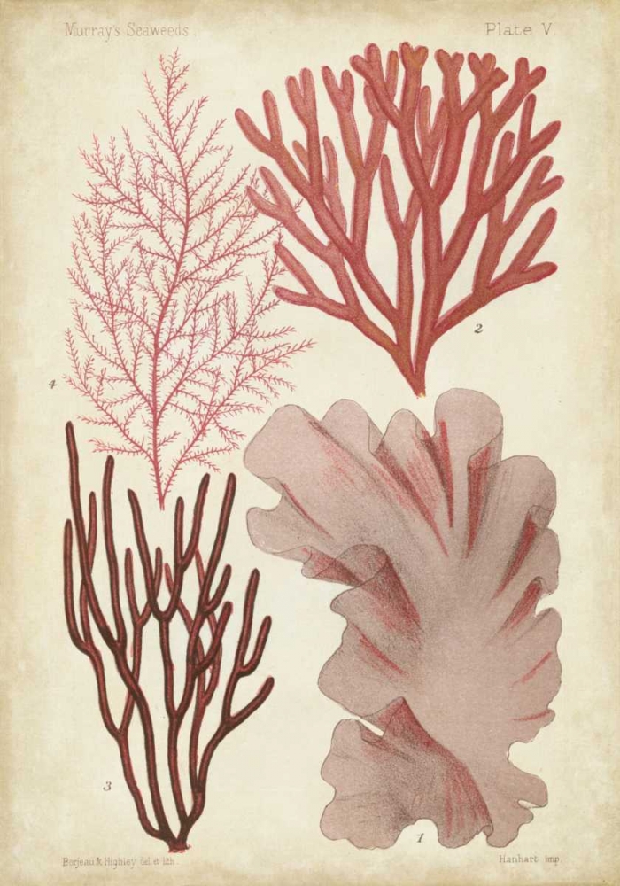 Art Print: Seaweed Specimen in Coral III