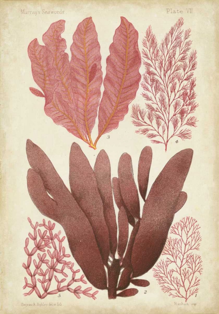 Art Print: Seaweed Specimen in Coral IV
