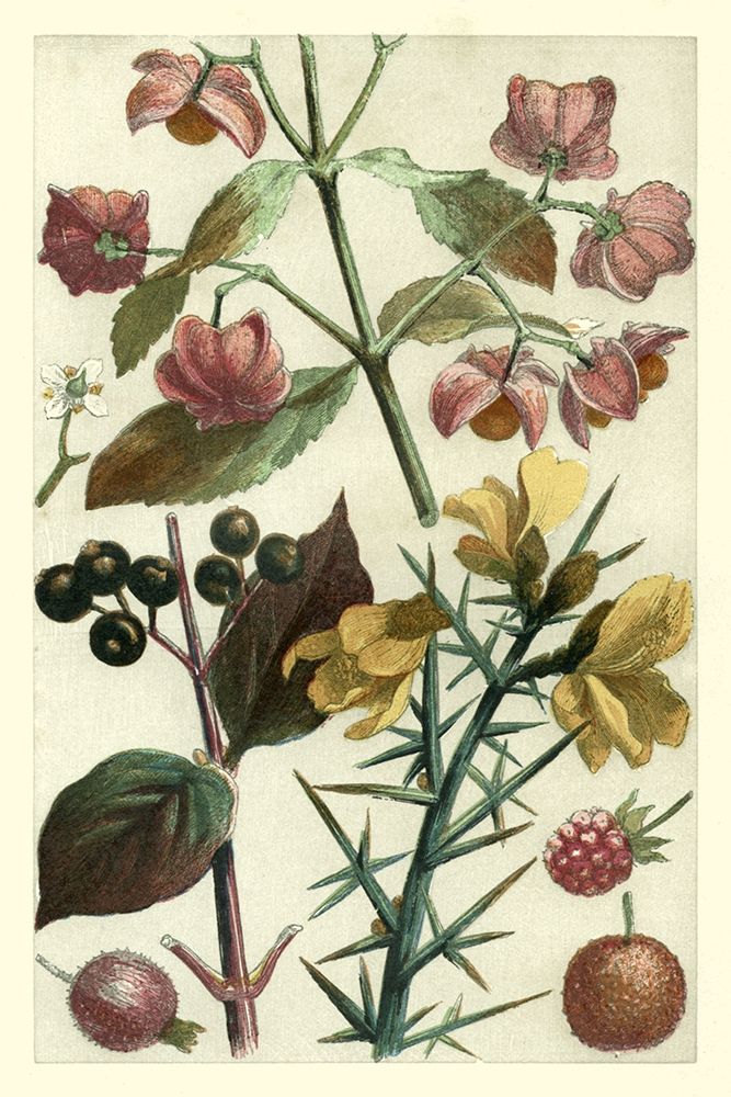 Wall art: Fruits and Foliage I, by Vision Studio