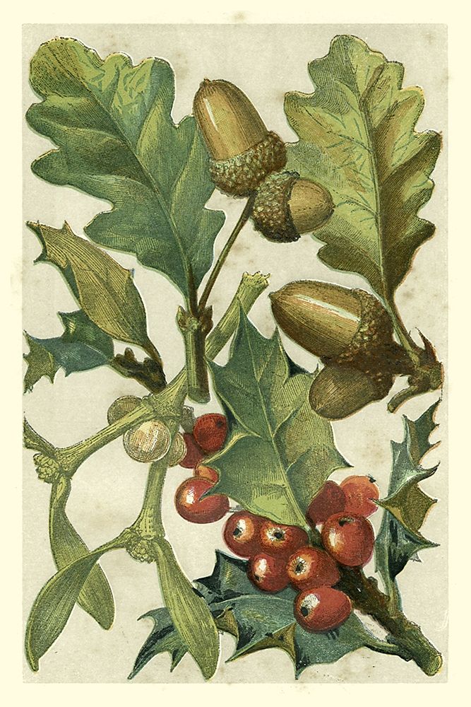 Art Print: Fruits and Foliage II
