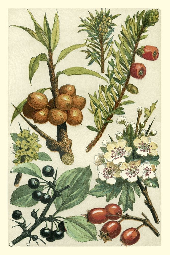 Art Print: Fruits and Foliage III