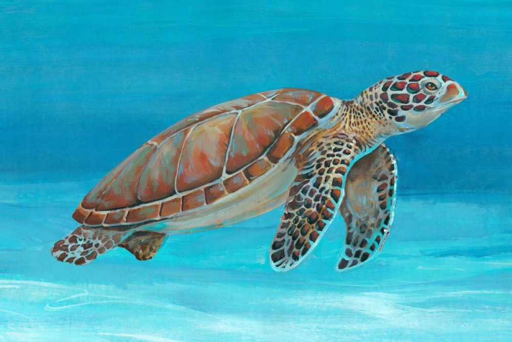 Wall Art Painting id:49611, Name: Ocean Sea Turtle I, Artist: OToole, Tim
