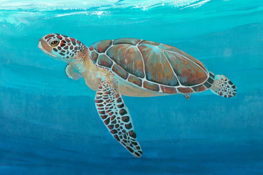 Wall Art Painting id:49612, Name: Ocean Sea Turtle II, Artist: OToole, Tim