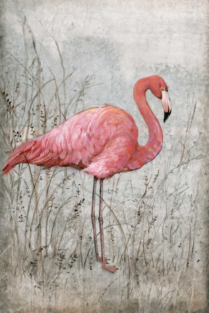 Art Print: American Flamingo I