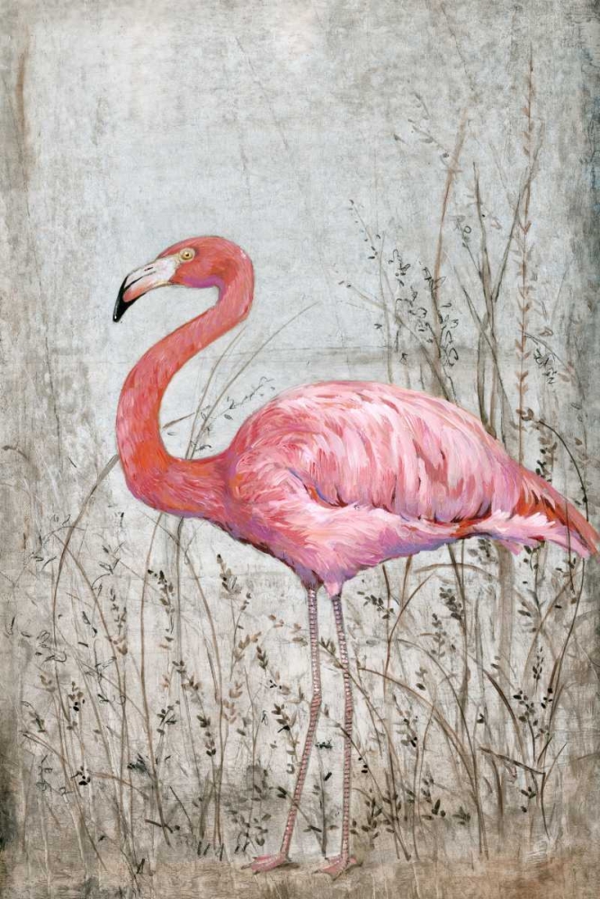 Art Print: American Flamingo II