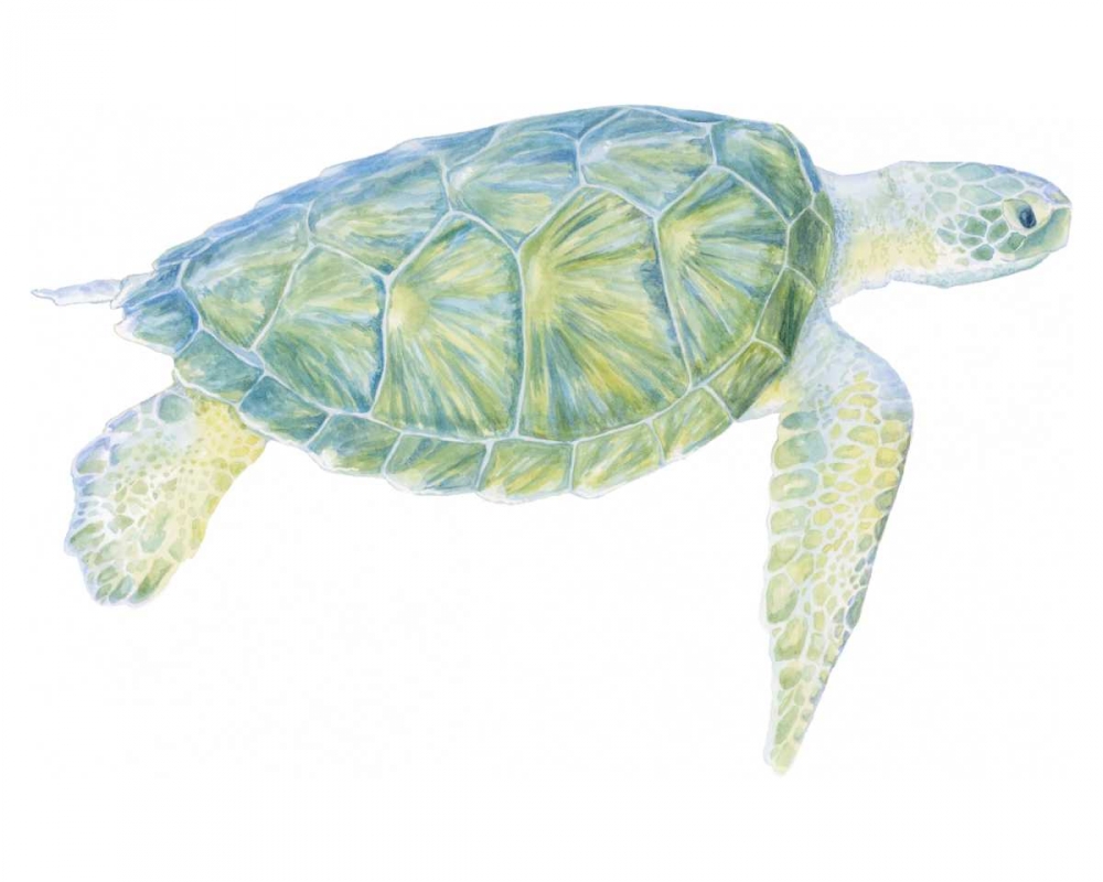 Art Print: Tranquil Sea Turtle I