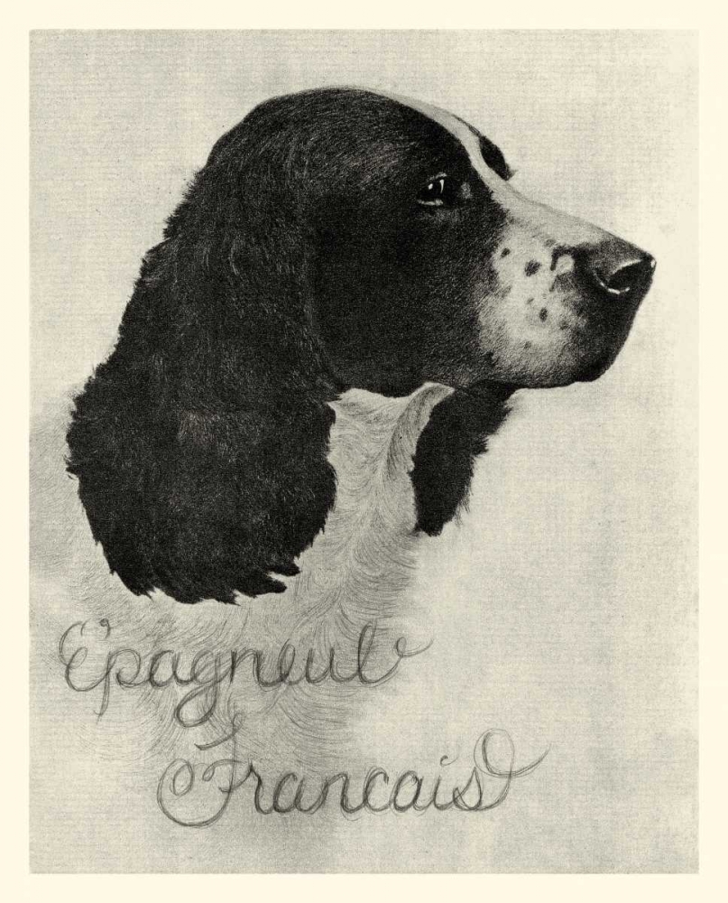 Art Print: B and W Epagneul Francais