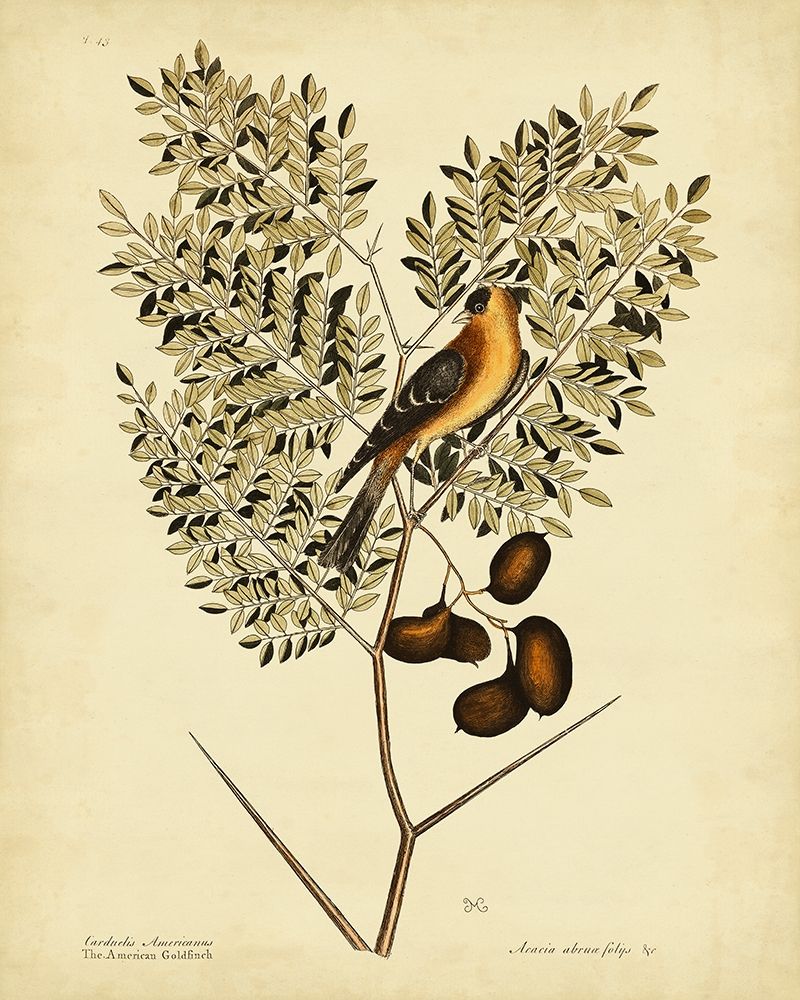 Wall Art Painting id:210707, Name: Catesby American Goldfinch  Pl. T43, Artist: Catesby, Mark