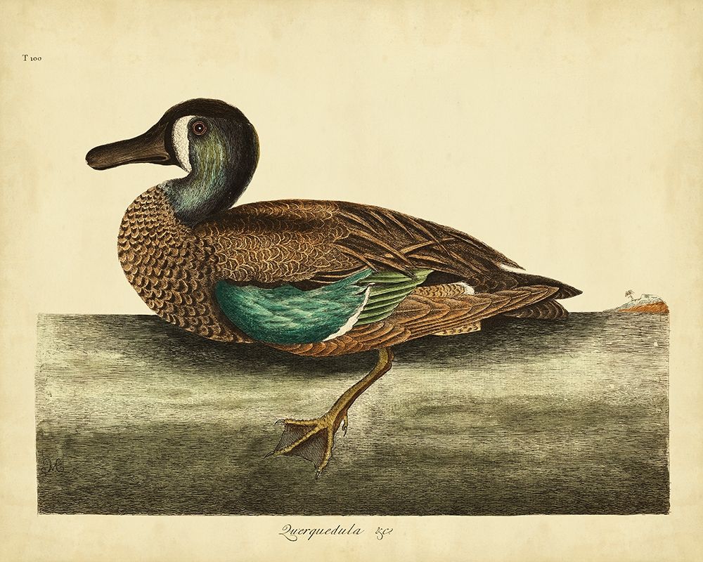 Wall Art Painting id:252857, Name: Catesby White-face Teal Pl. T100, Artist: Catesby, Mark