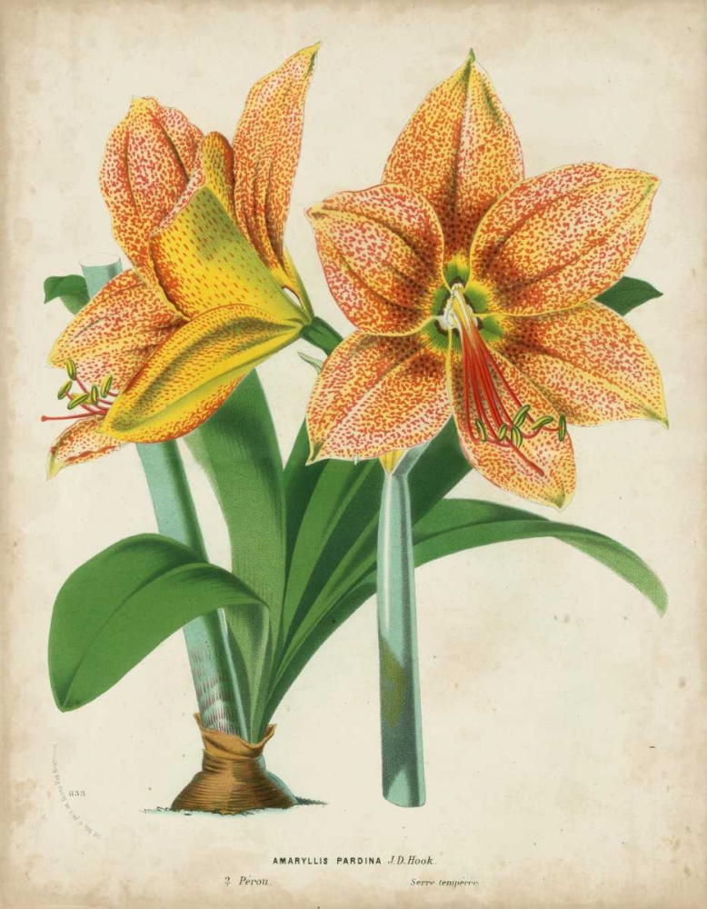 Art Print: Tropical Array I