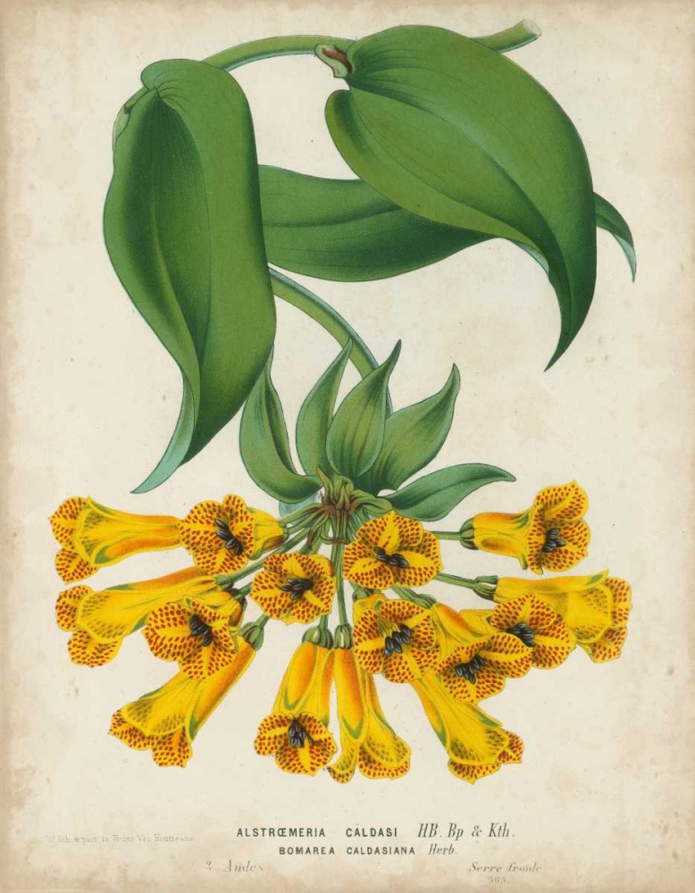 Art Print: Tropical Array II