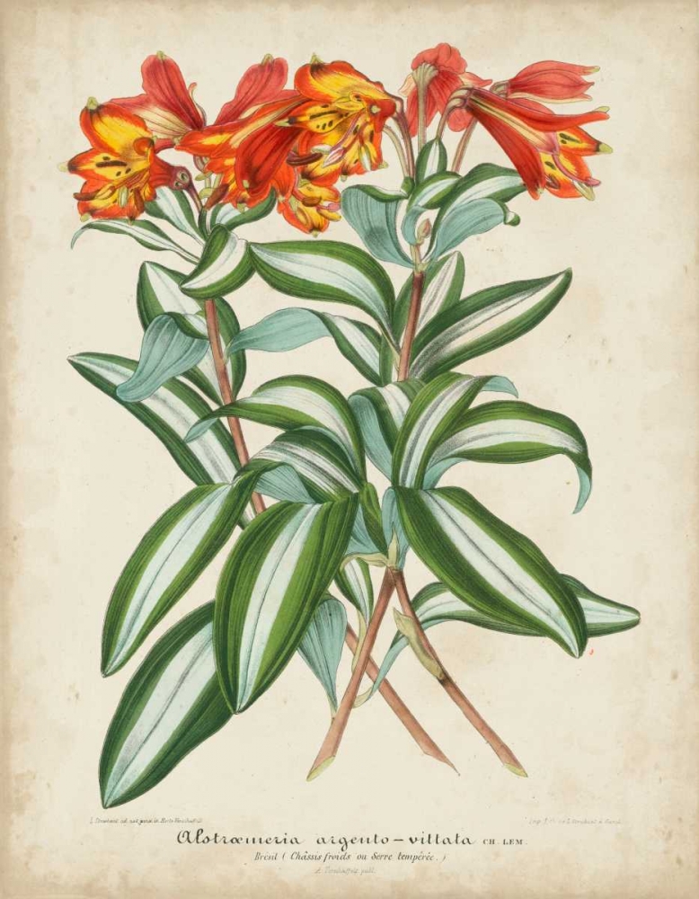 Art Print: Tropical Array III