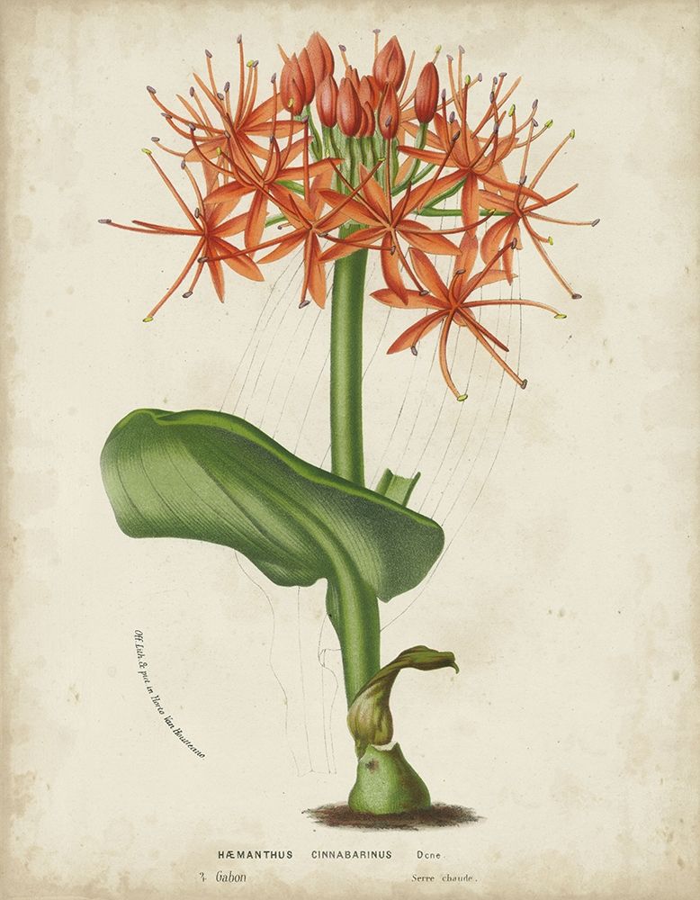 Art Print: Tropical Array V