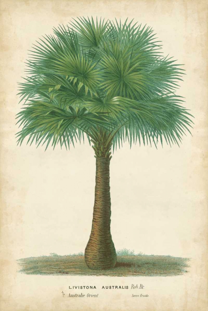 Art Print: Palm of the Tropics I