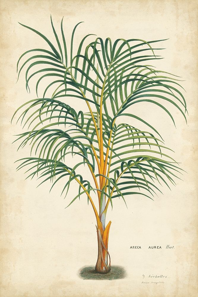 Wall Art Painting id:227356, Name: Palm of the Tropics III, Artist: Van Houtteano, Horto