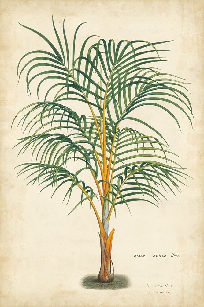 Art Print: Palm of the Tropics III