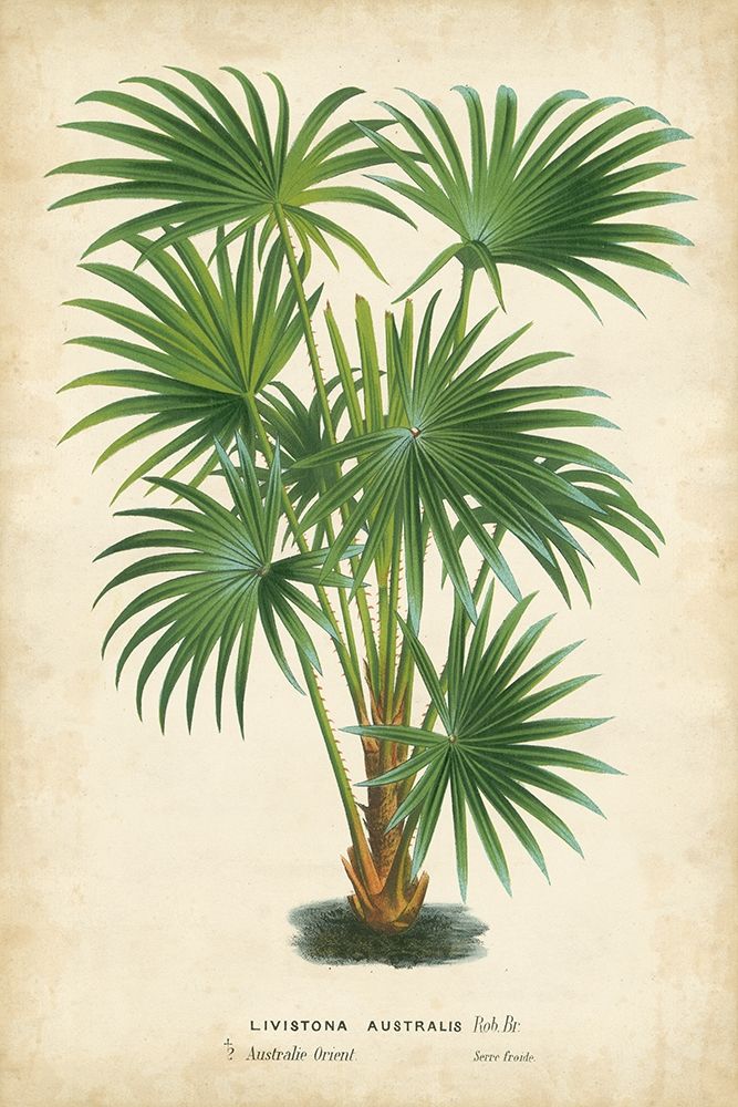 Art Print: Palm of the Tropics IV