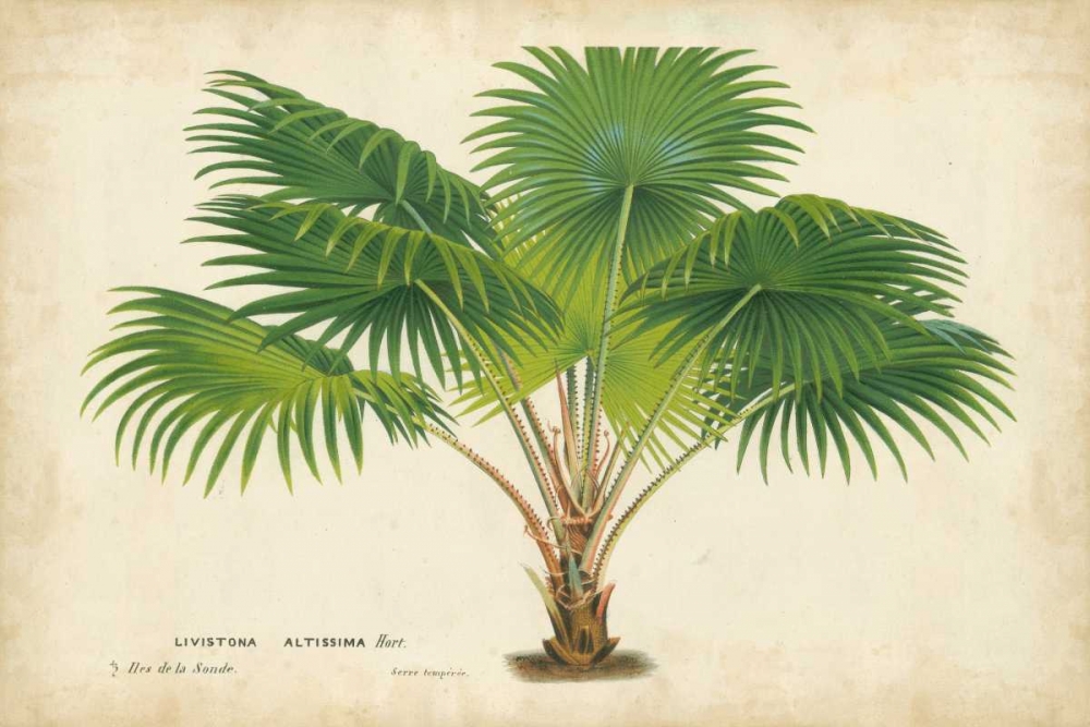 Art Print: Palm of the Tropics V