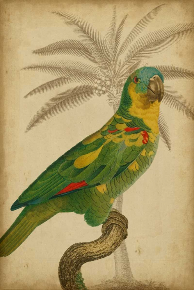Wall Art Painting id:34326, Name: Parrot and Palm II, Artist: Vision Studio