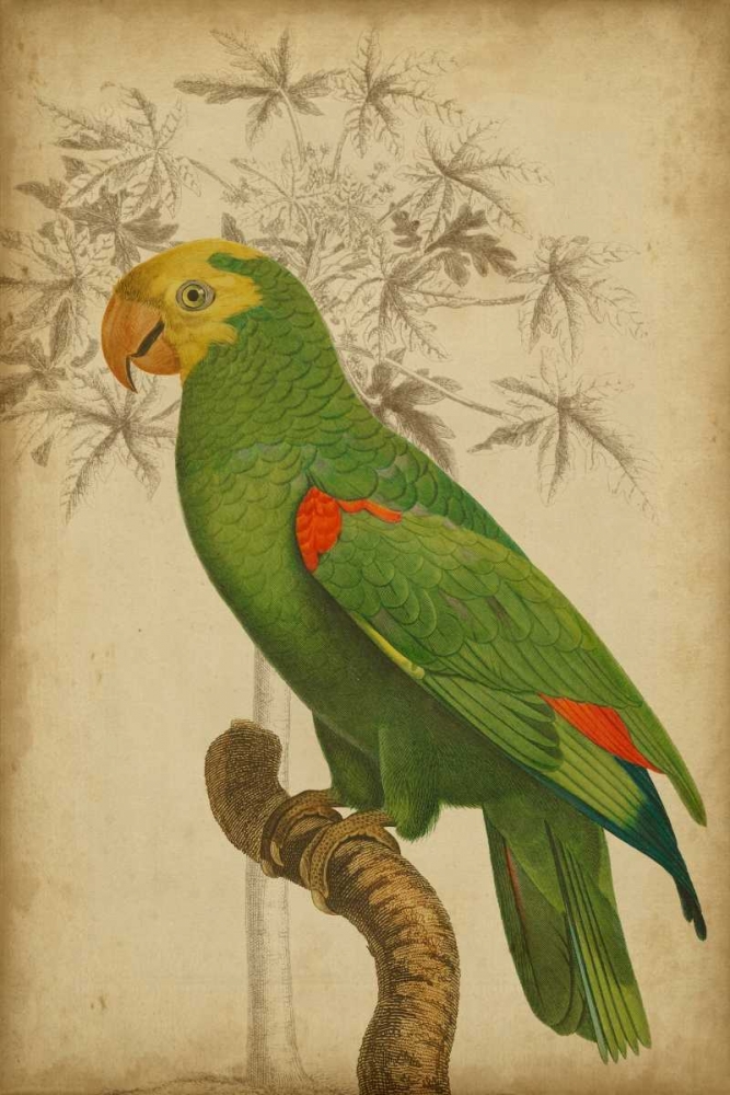 Wall Art Painting id:34327, Name: Parrot and Palm III, Artist: Vision Studio
