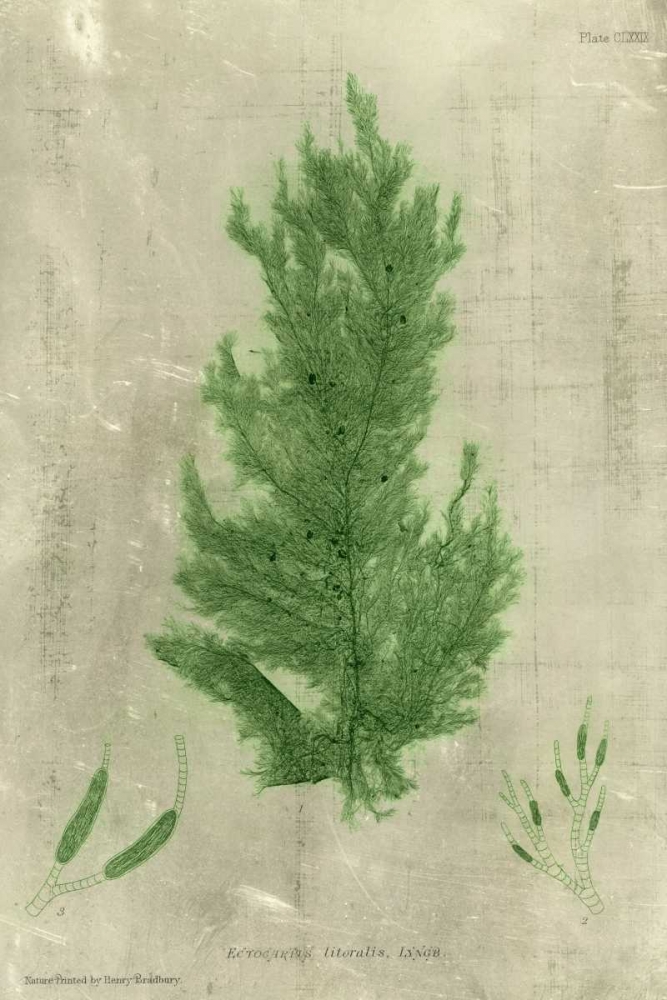 Wall Art Painting id:34526, Name: Emerald Seaweed I, Artist: Unknown