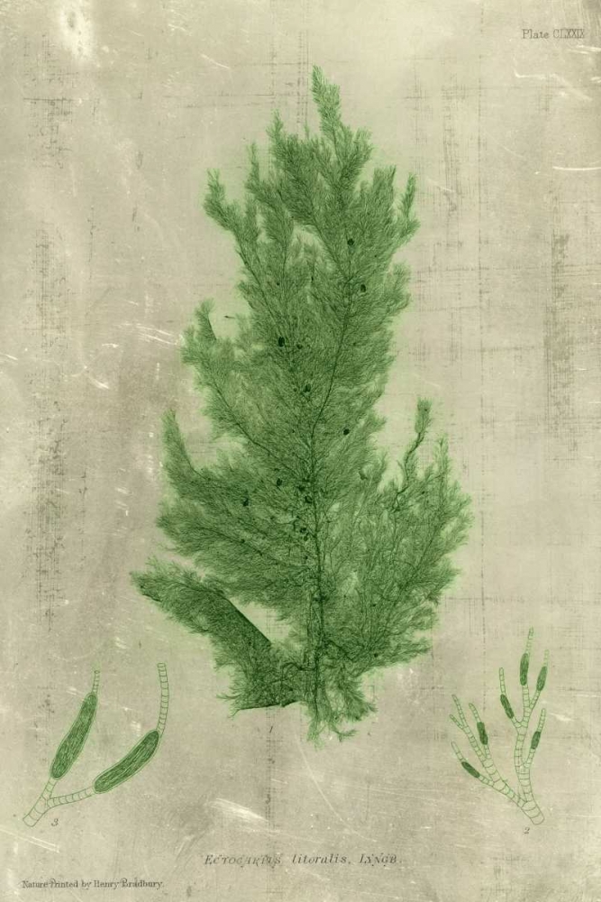Wall Art Painting id:34526, Name: Emerald Seaweed I, Artist: Unknown