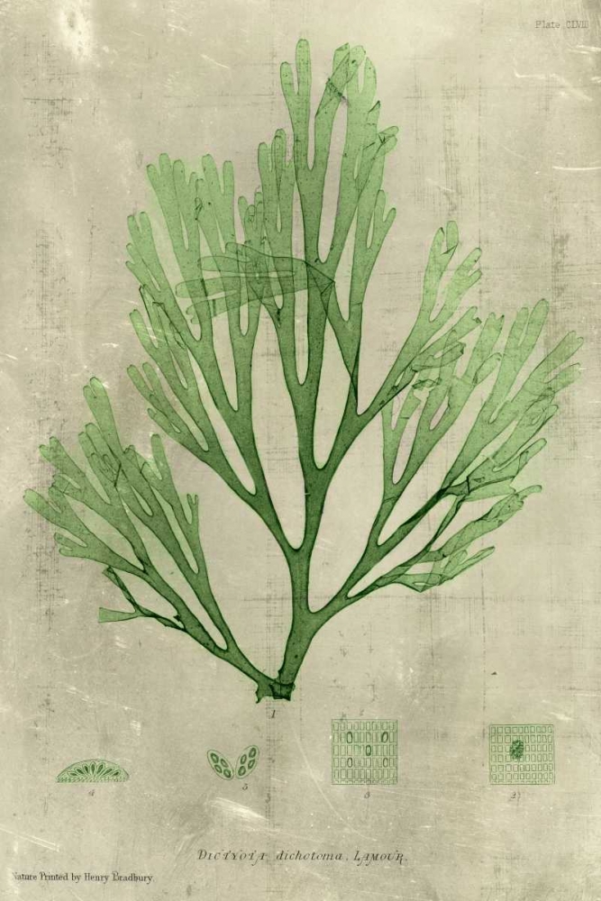 Wall Art Painting id:34527, Name: Emerald Seaweed II, Artist: Unknown
