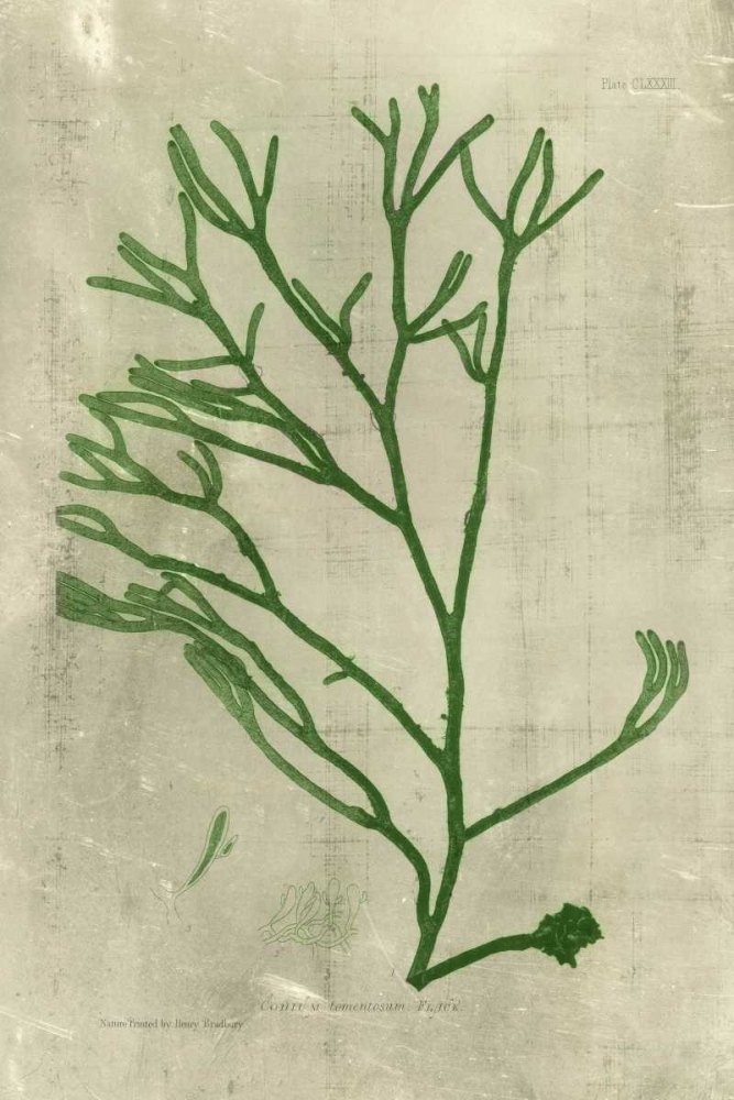 Wall Art Painting id:34528, Name: Emerald Seaweed III, Artist: Unknown