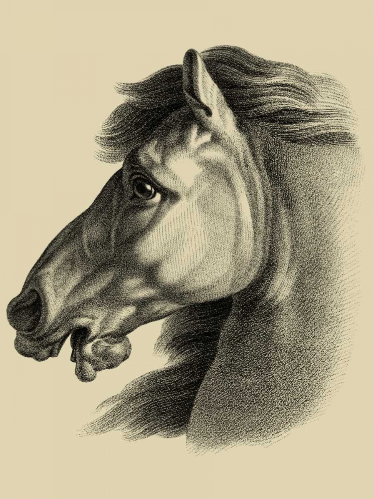 Wall Art Painting id:66483, Name: Equestrian Portrait III, Artist: Vision Studio