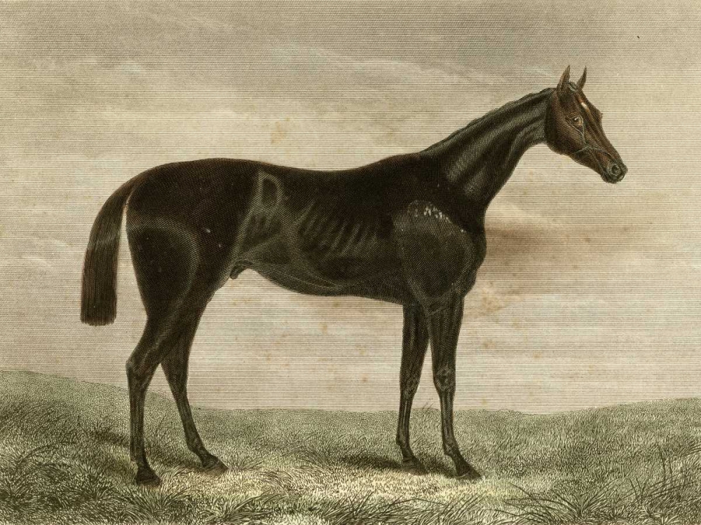 Wall Art Painting id:66491, Name: Pretender, Artist: unknown