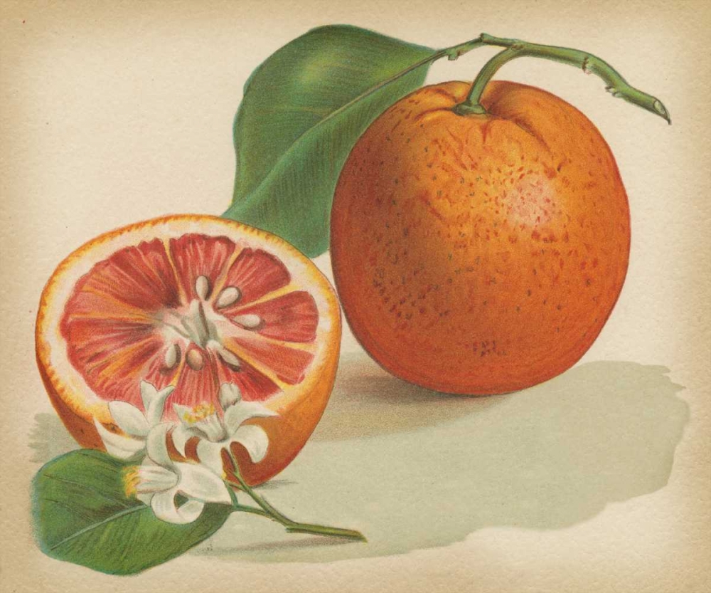 Art Print: Orange Study I