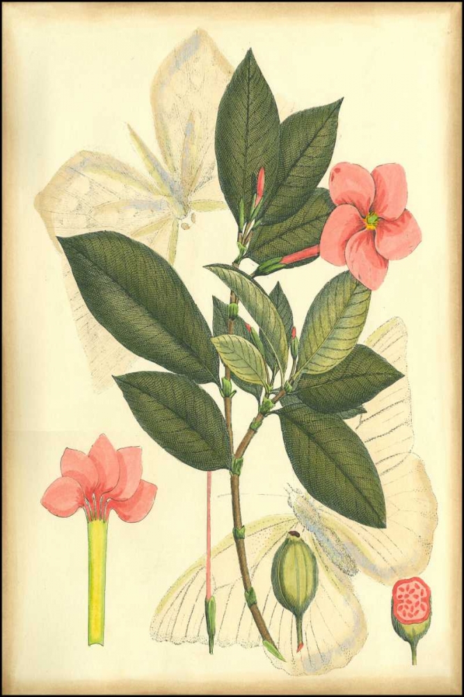 Wall Art Painting id:38226, Name: Floral Fantasia II, Artist: Unknown