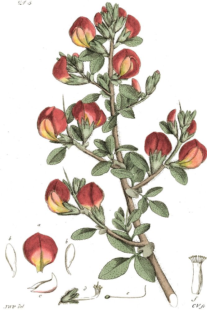 Art Print: Antique Floral Plate I