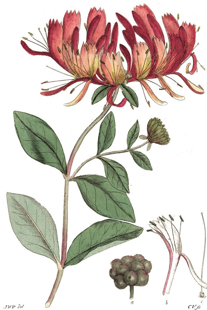 Art Print: Antique Floral Plate II