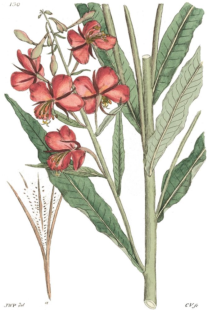 Art Print: Antique Floral Plate III