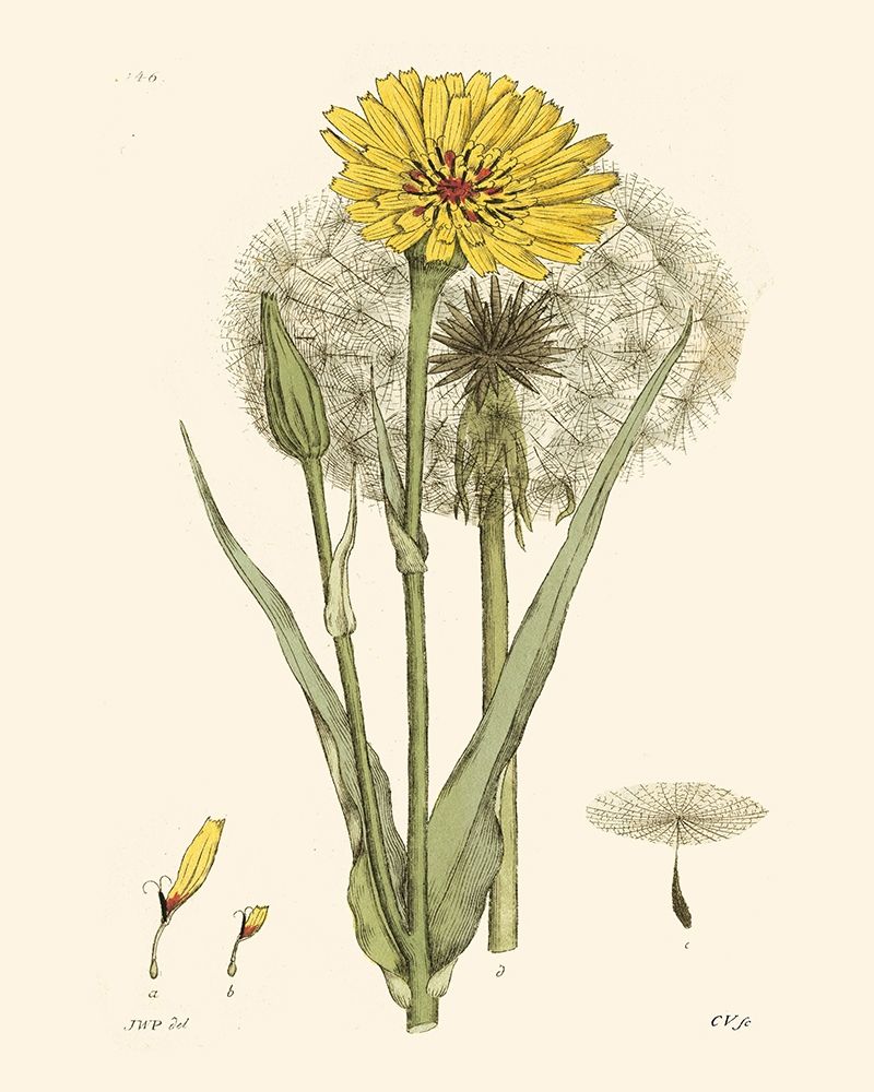 Wall art: Antique Floral Plate VI, by Vision Studio