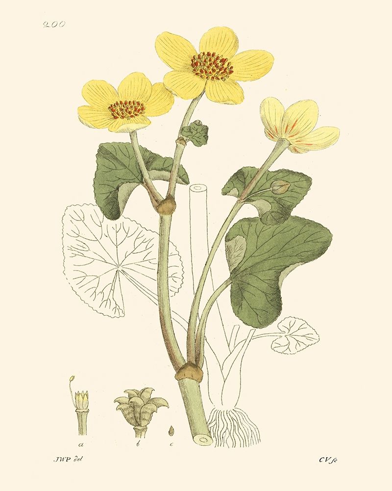 Art Print: Antique Floral Plate VII