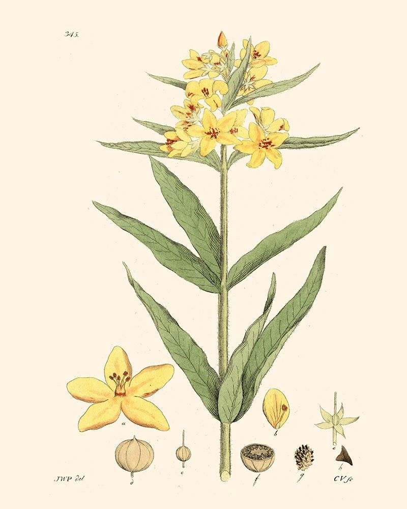 Art Print: Antique Floral Plate VIII