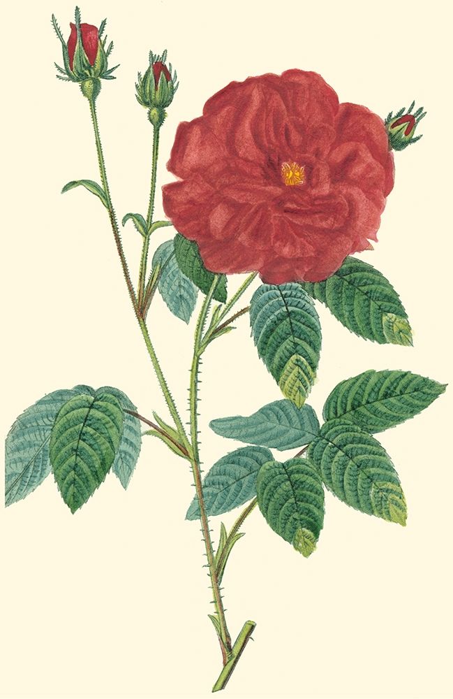 Art Print: Crimson Beauty I