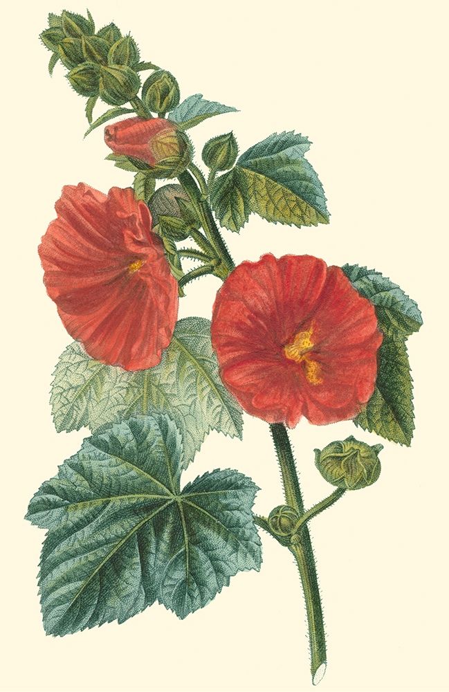 Art Print: Crimson Beauty II