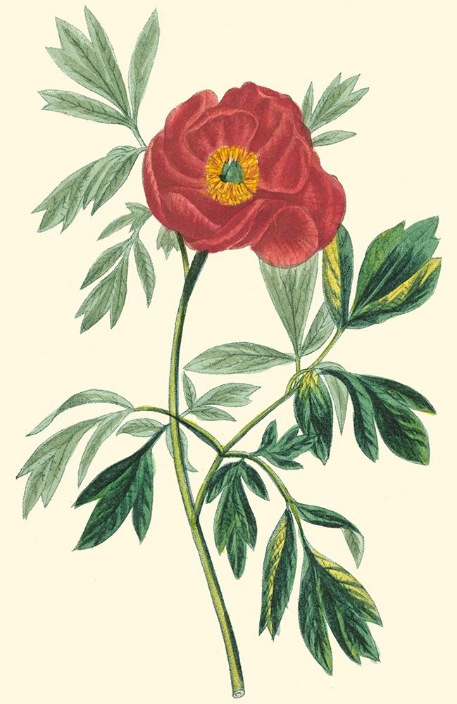 Art Print: Crimson Beauty III