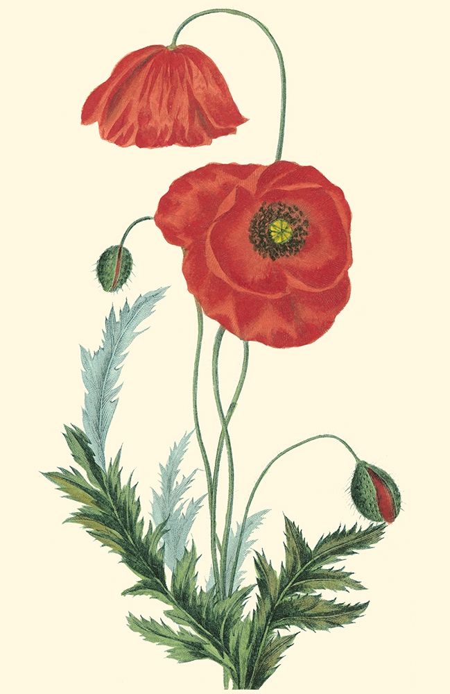 Art Print: Crimson Beauty IV