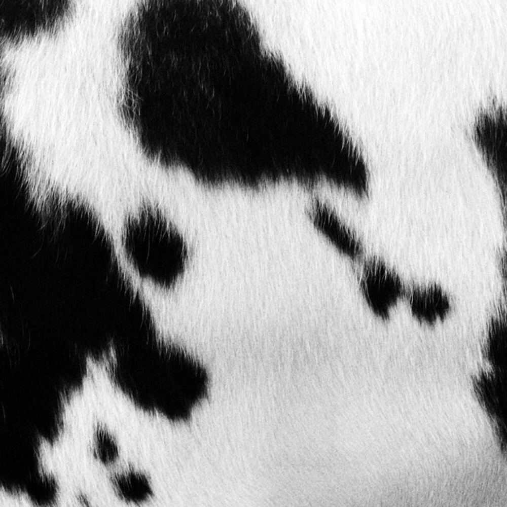 Wall art: Animal Instinct VI, by Vision Studio