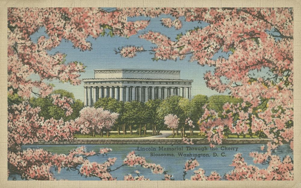 Wall Art Painting id:235757, Name: Lincoln Memorial and Cherry Blossoms, Artist: Unknown