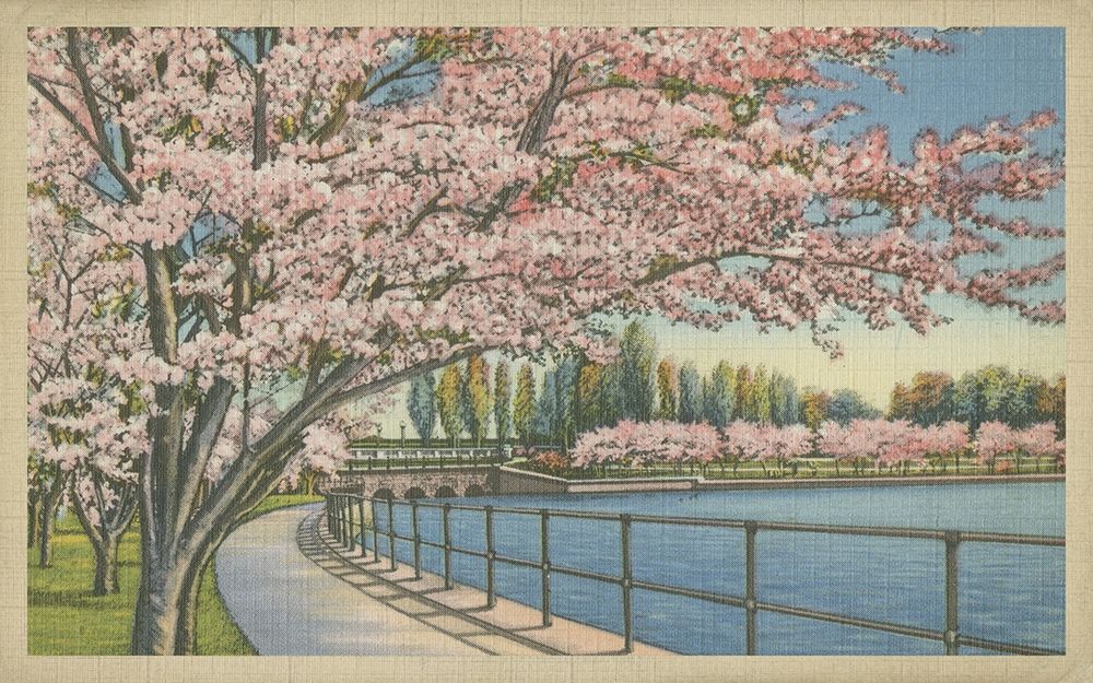 Wall art: Cherry Blossoms, Potomac Park, by Unknown