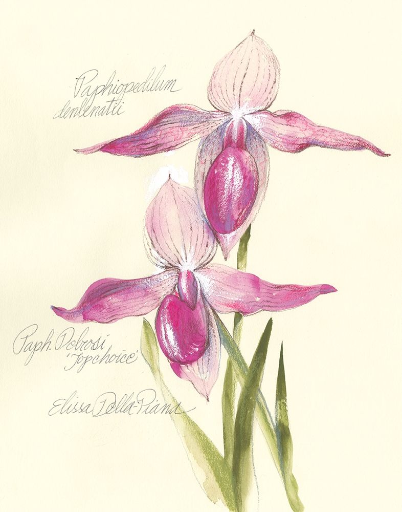 Art Print: Elissas Garden VI