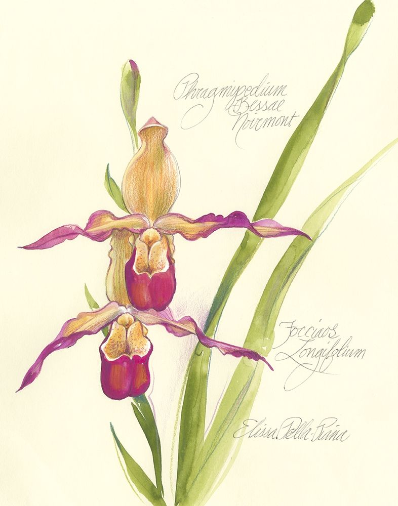 Art Print: Elissas Garden VII