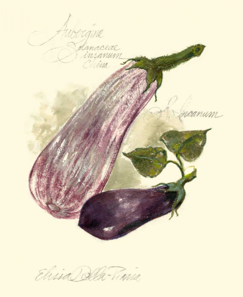 Wall art: Aubergine Eggplant, by Della-Piana, Elissa