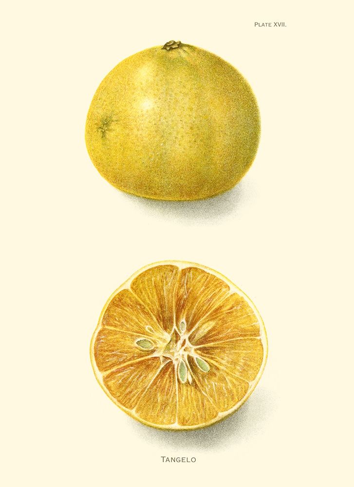 Art Print: Tangelo